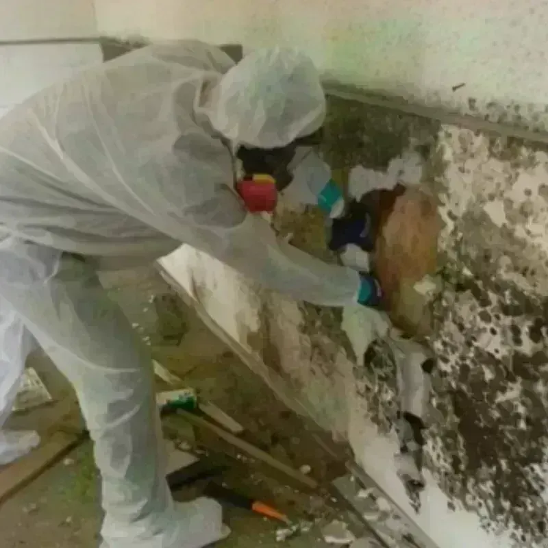 Mold Remediation and Removal in Longview Heights, WA